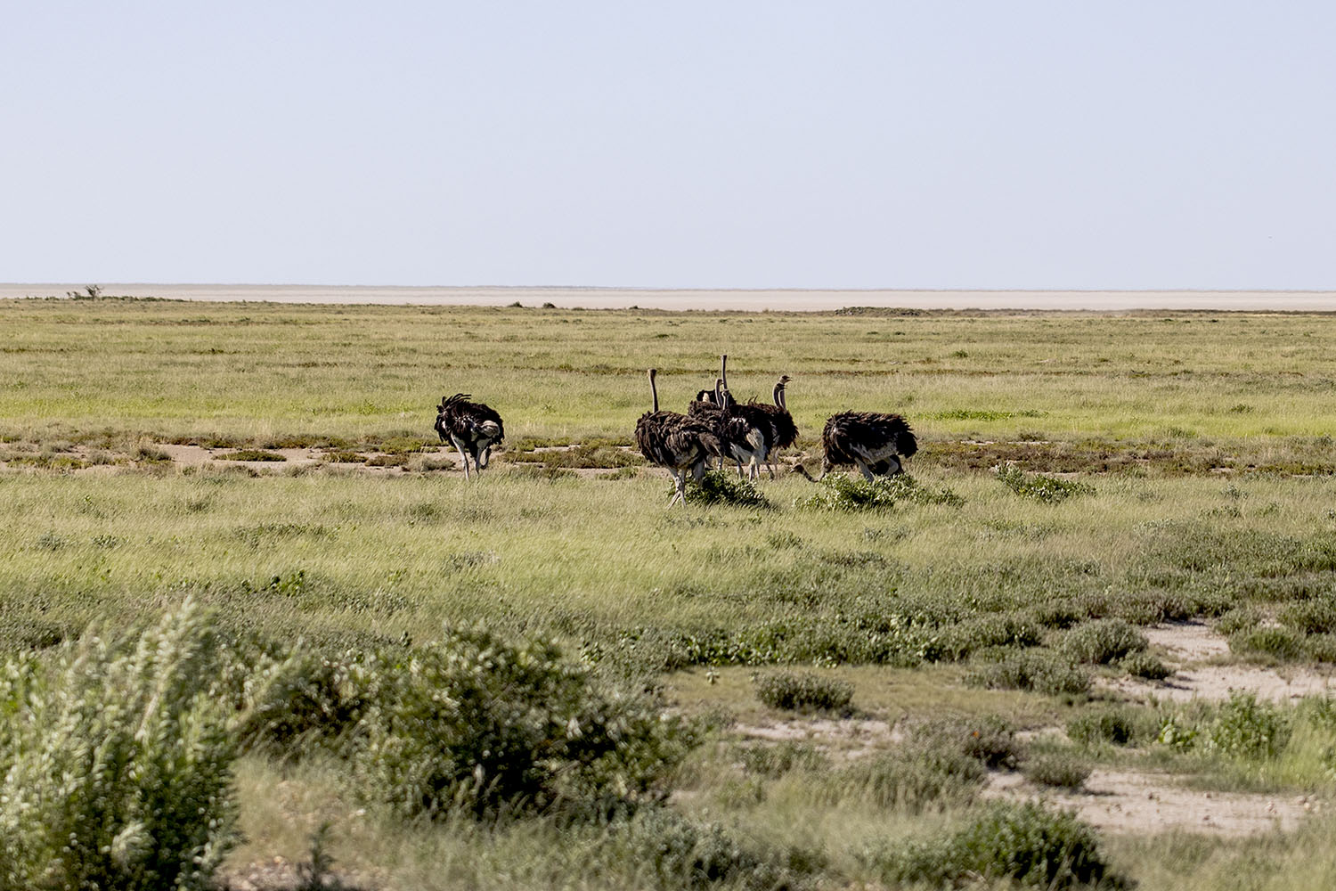 13 - Etosha 